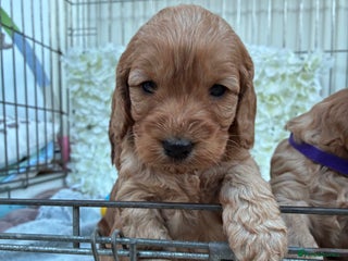 Cockapoo dogs Beautiful F1 Cockapoo Puppies Available - Advert 2