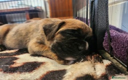 Boxer dogs for sale: 🌟🩷COI 0.5% KC REG BOBTAIL GIRL🩷🌟 - Image 4