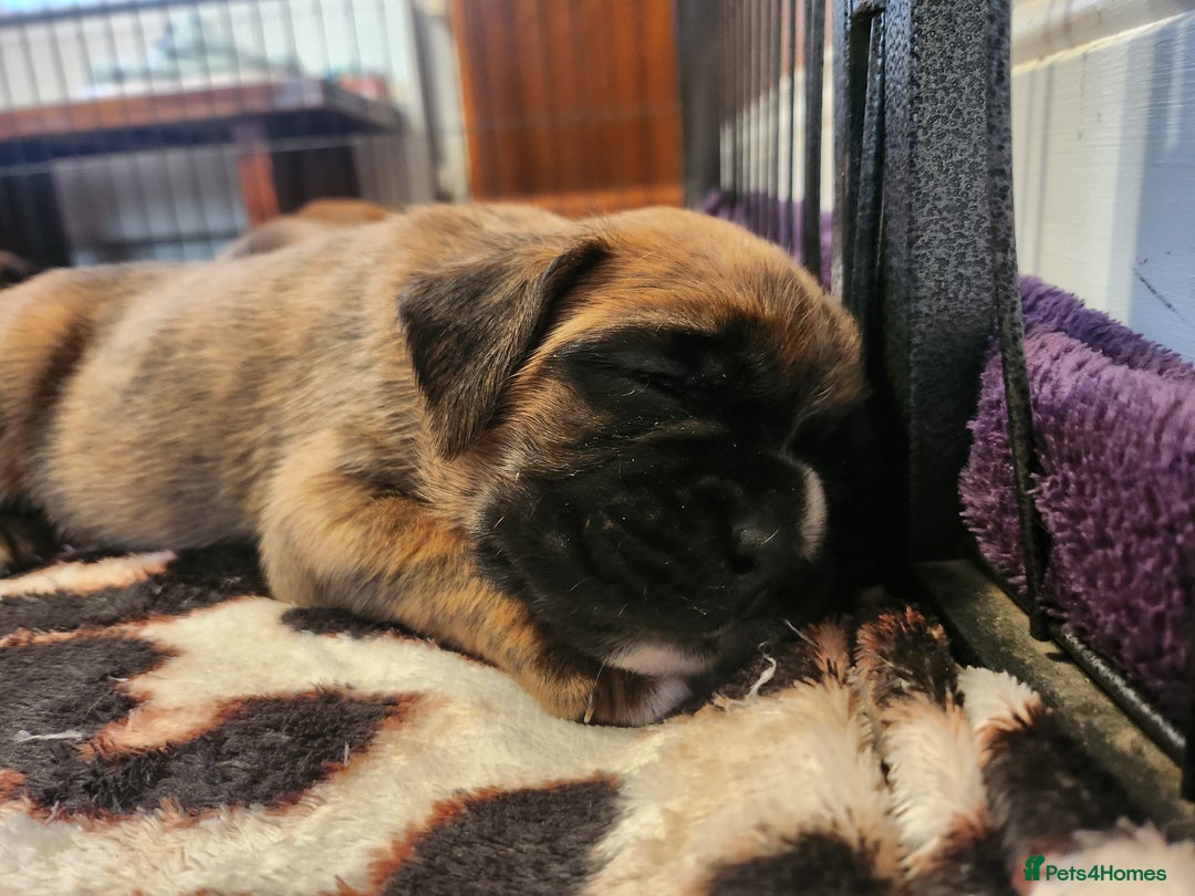 Boxer dogs for sale: 🌟🩷COI 0.5% KC REG BOBTAIL GIRL🩷🌟 - Image 4