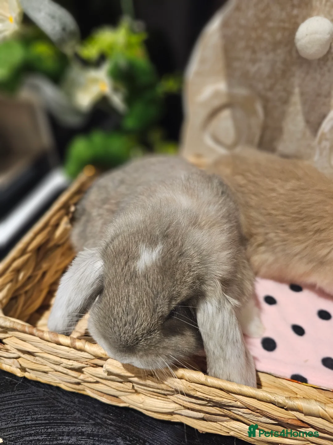 French Lop rabbits for sale: Giant French Lop Babies - Advert 4