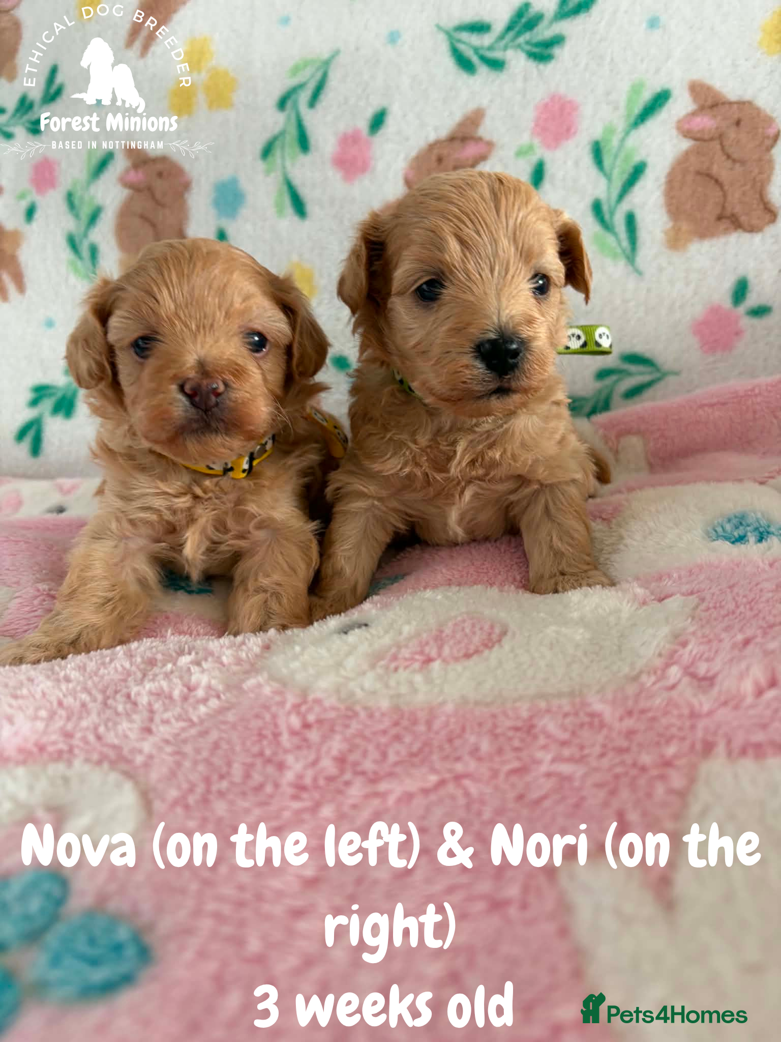 Maltipoo dogs Beautiful Maltipoo puppies ❤️ - Advert 2