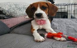 Beagle dogs for sale: Stunning Beagle girl  - Image 7