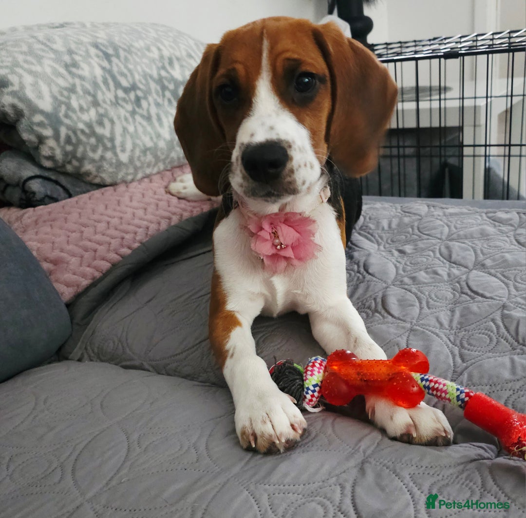 Beagle dogs for sale: Stunning Beagle girl  - Image 7