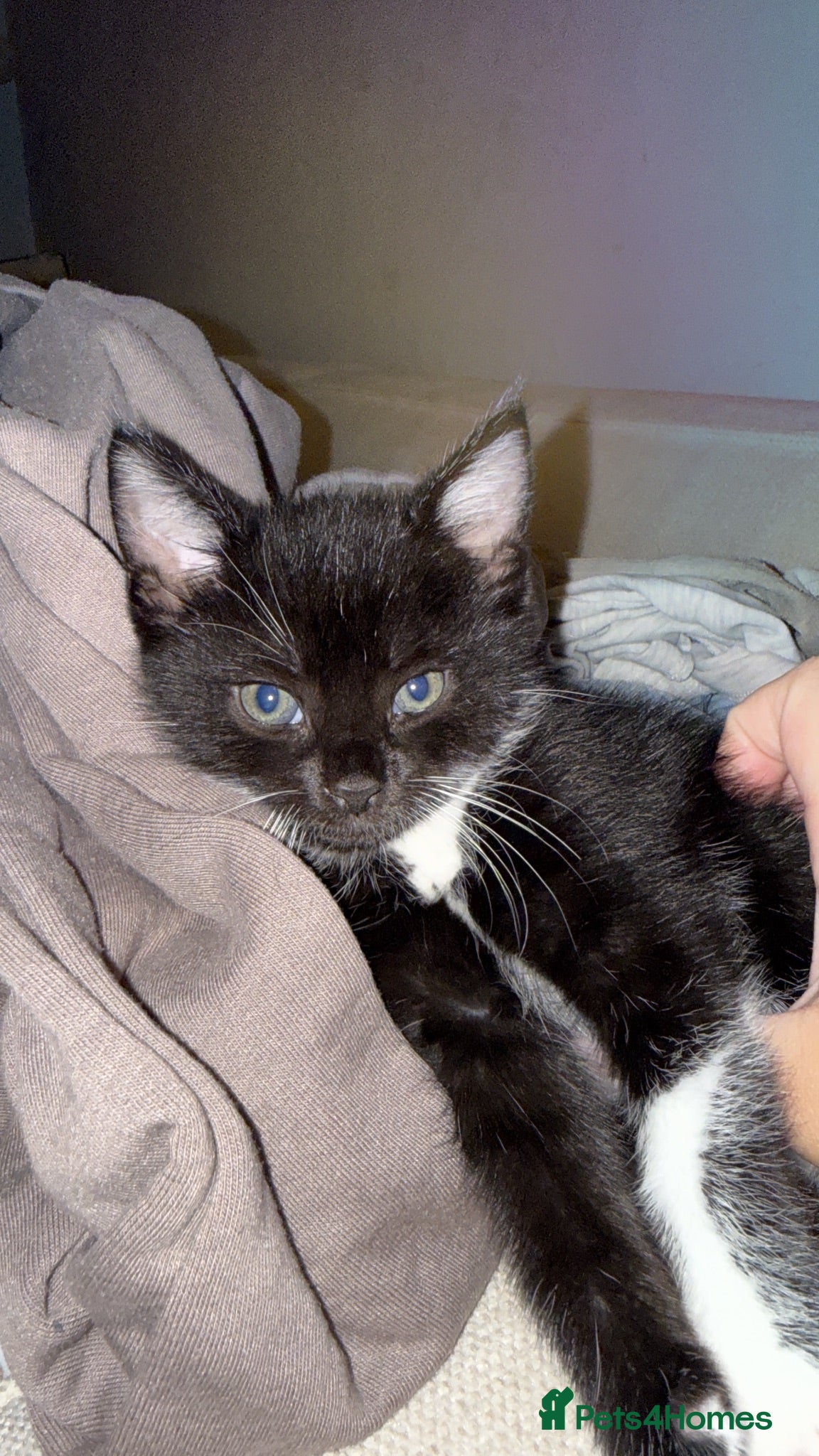 Mixed Breed cats Male black& white kitten - Advert 1