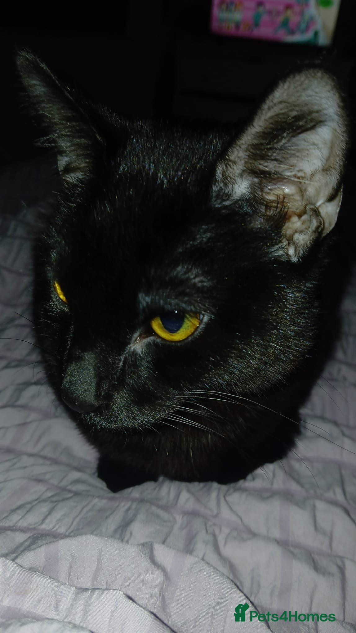 Mixed Breed cats Male cat - Advert 9