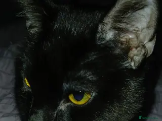 Mixed Breed cats Male cat - Advert 9