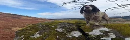 Cocker Spaniel dogs for adoption: Barney - Advert 4
