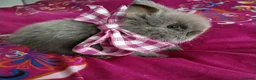 Lionhead rabbits for sale: Pure Breed Double Mained Lionhead - Advert 14
