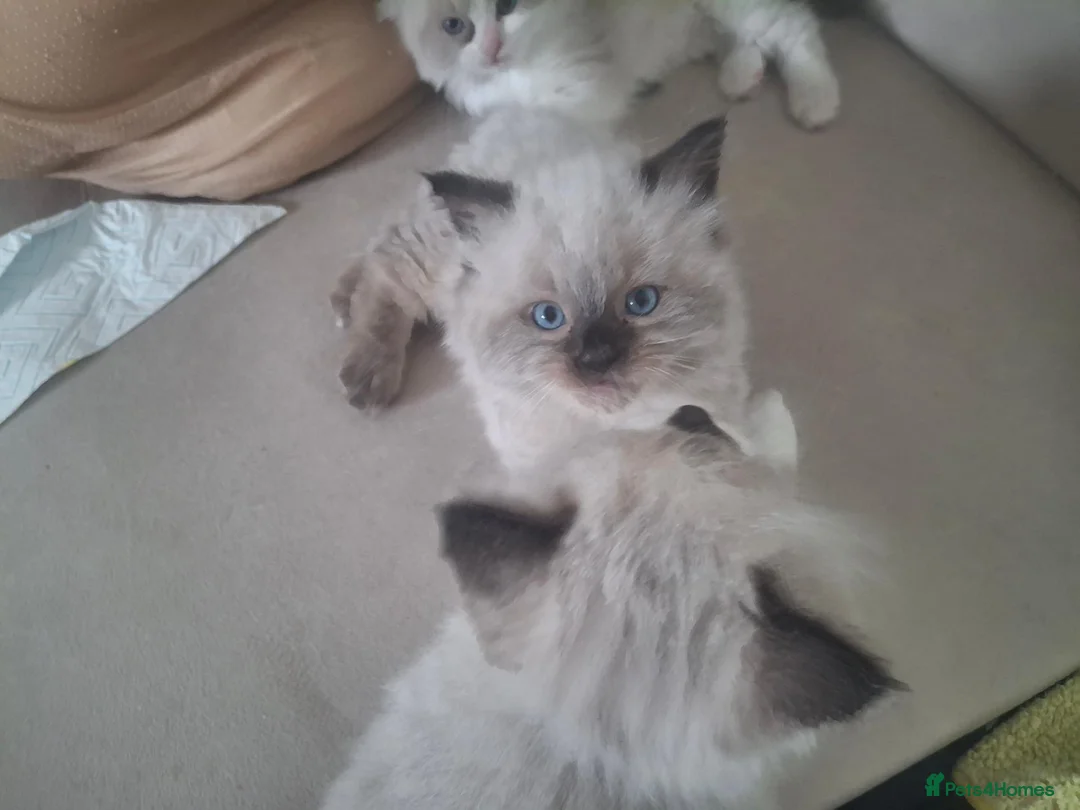 Ragdoll cats for sale: 3 gorgeous ragdoll kittens for sale - Advert 2