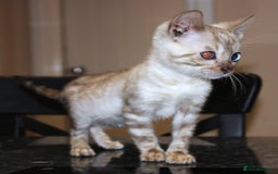 Bengal cats for sale: CUTE SNOW LYNX (BLUE-EYED) MALE BENGAL KITTEN - Image 4