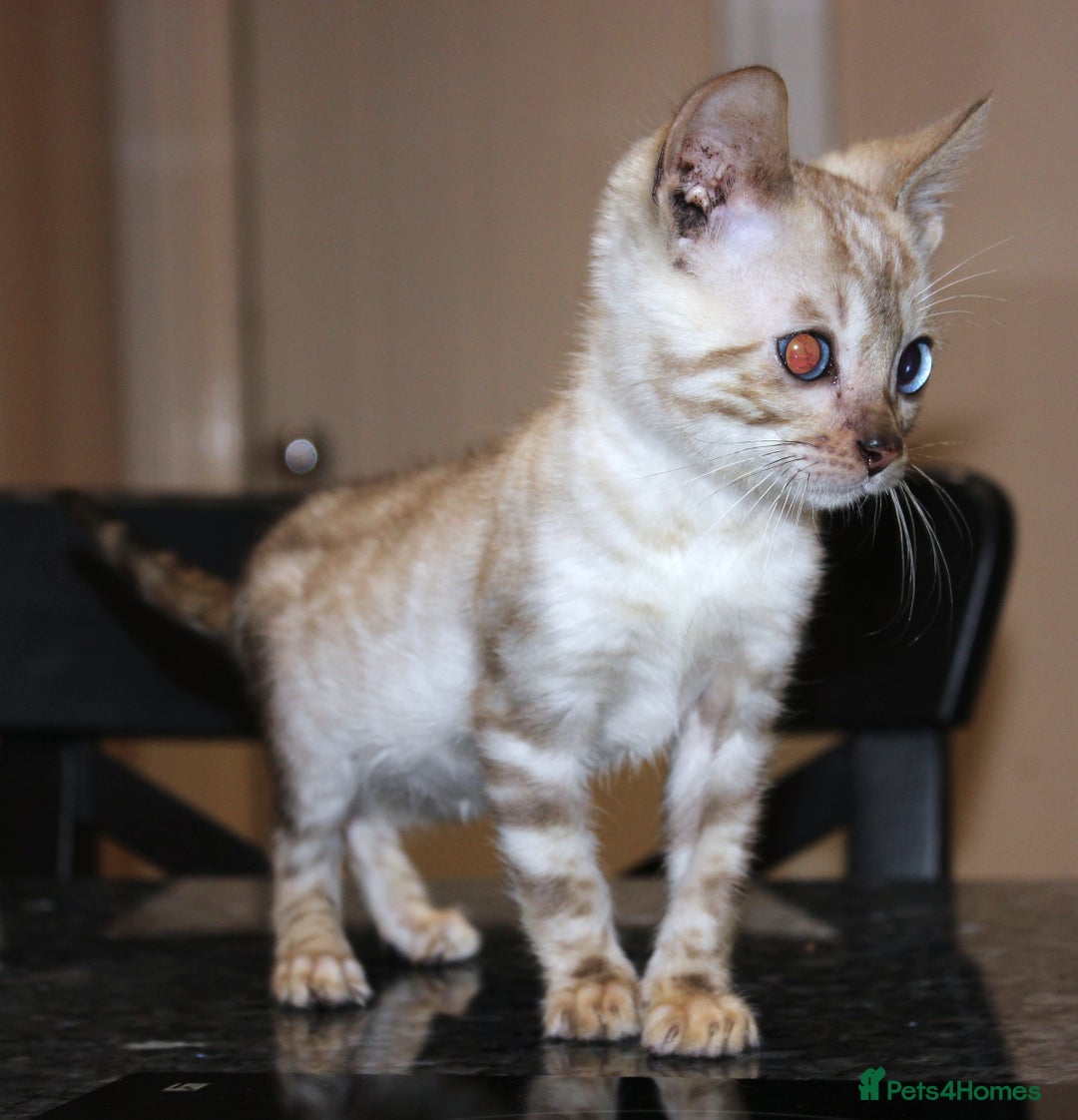 Bengal cats for sale: CUTE SNOW LYNX (BLUE-EYED) MALE BENGAL KITTEN - Image 4