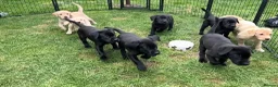 Labrador Retriever dogs for sale: Confident, Clever KC Labrador Puppies - Advert 7