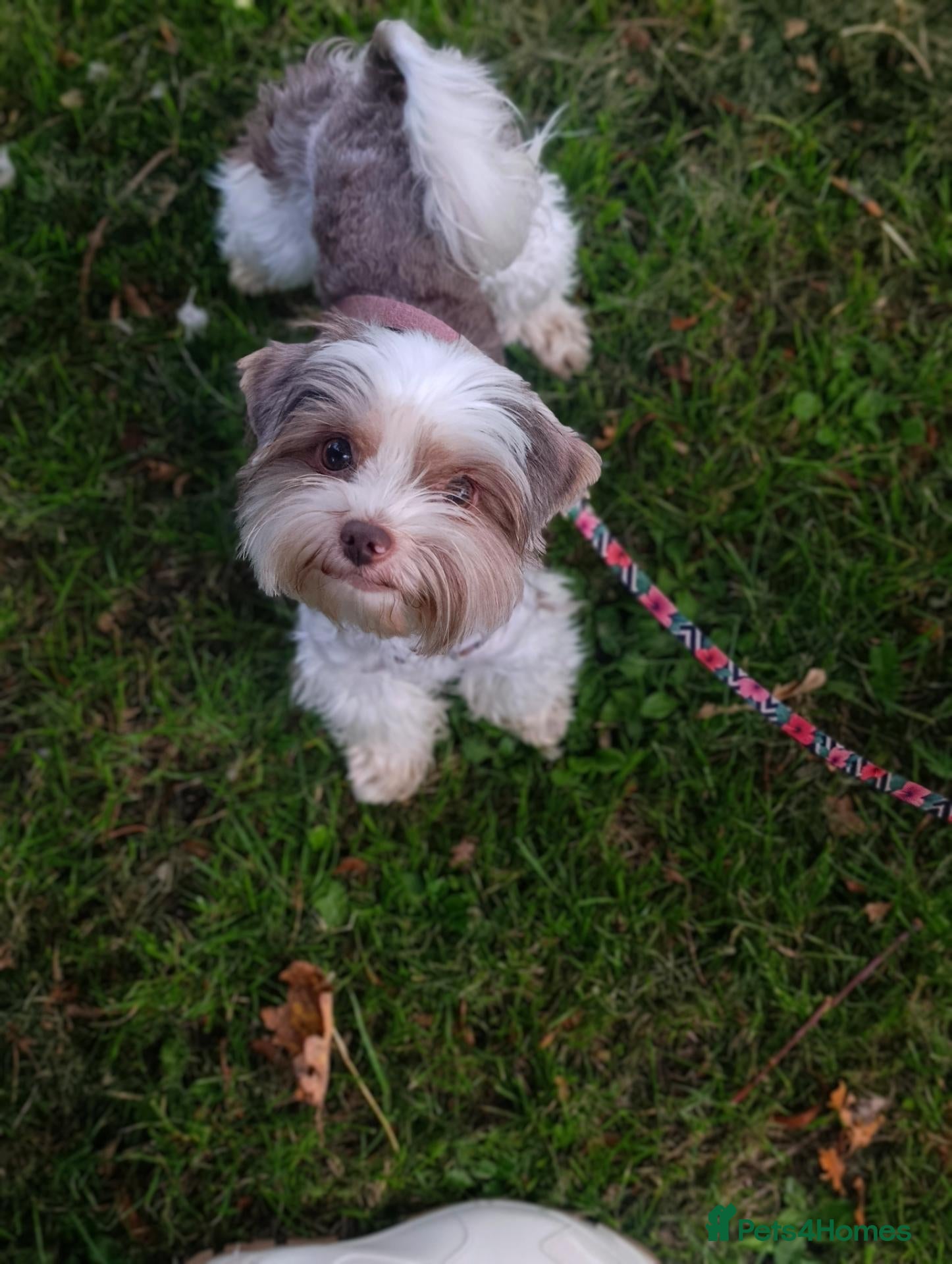 Yorkshire Terrier dogs White-chocolate Yorkshire terrier full Pedigree  - Advert 5
