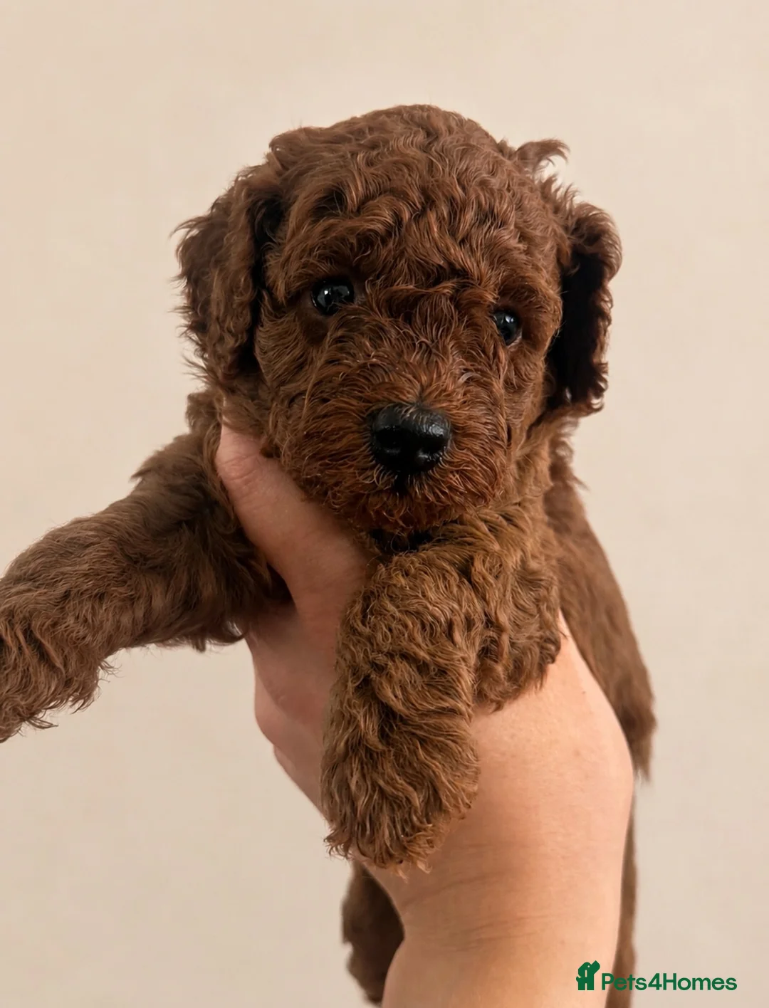 Toy Poodle dogs for sale: Beautiful Red Toy Poodle Puppies 🤎🐩 - Advert 2