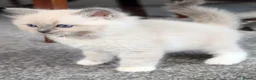 Ragdoll cats for sale: 🏆 GCCF Champion Ragdolls • Active Considered - Advert 31