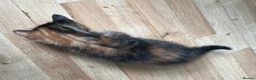 Mixed Breed cats for sale: Beautiful Tabby Kittens - Advert 3