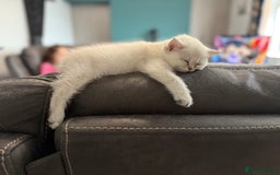 British Shorthair cats for sale: Beautiful GCCF kittens from champion lines  - Image 36