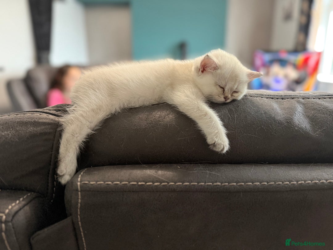 British Shorthair cats for sale: Beautiful GCCF kittens from champion lines  - Image 36