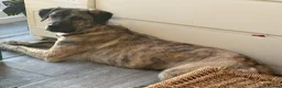 Mixed Breed dogs for adoption: Ebony - Norwich Norfolk  in Norwich - Advert 12
