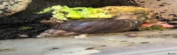 Snails invertebrates for sale: Giant African Land Snails  - Advert 4