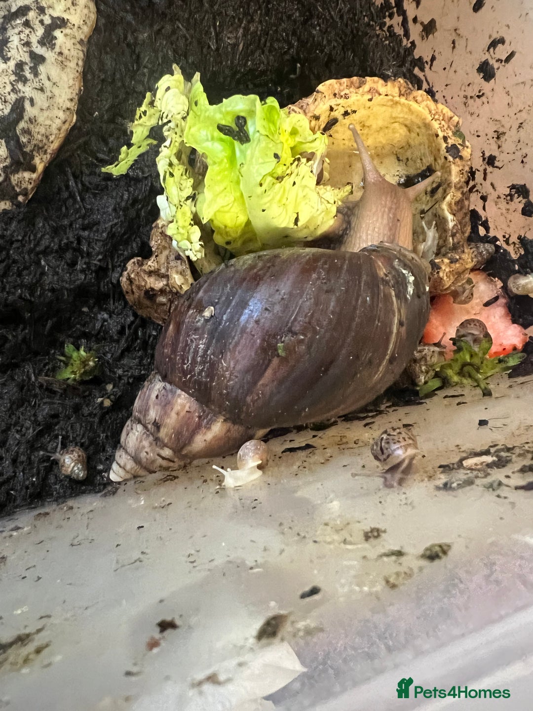 Snails invertebrates for sale: Giant African Land Snails  - Advert 4