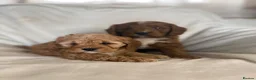Cavapoo dogs for sale: Gorgeous Red Cavapoo Puppies - Advert 11