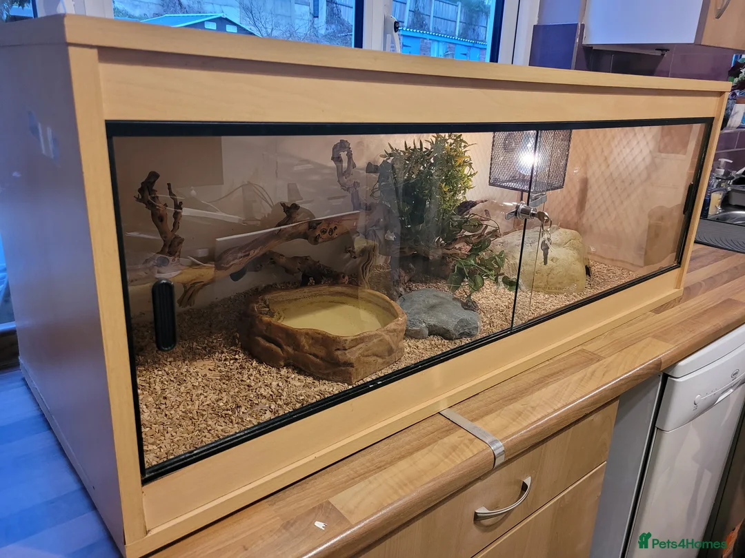 Corn Snake reptiles for sale: Corn snake and complete set up - Advert 1