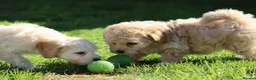 Cavapoochon dogs for sale: Beautiful Cavapoochon puppies for sale - Advert 24