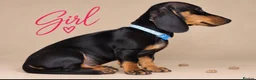 Dachshund dogs for sale: PRA-Clear Miniature Dachshund Puppies ready to go - Advert 13