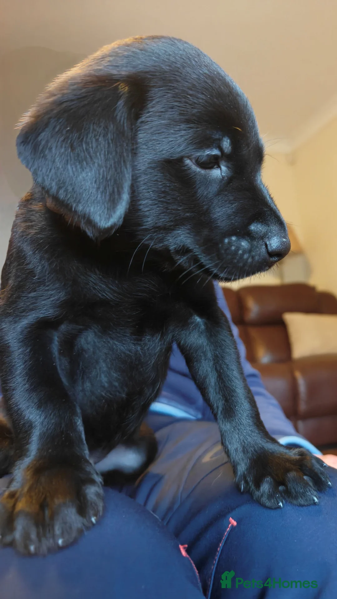 Labrador Retriever dogs for sale: KC Reg 5 star licence only 3 puppies available  - Advert 3
