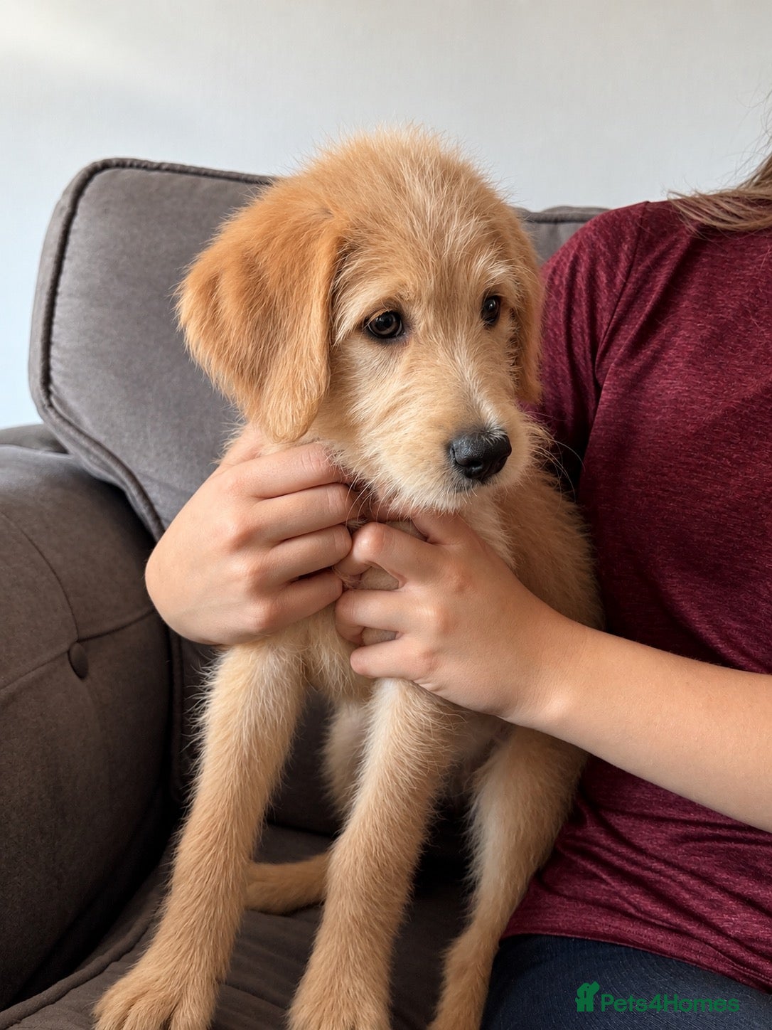 Labradoodle dogs Labradoodles available now !! - Advert 1