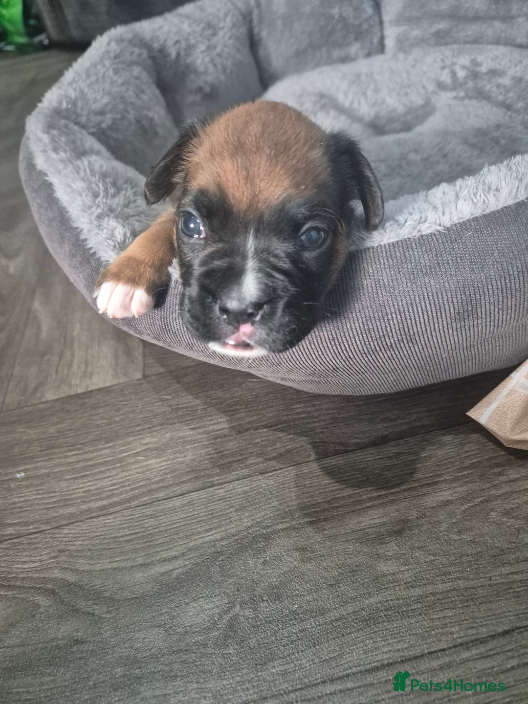 Boxer dogs for sale: Kc Boxer Puppies - Image 4
