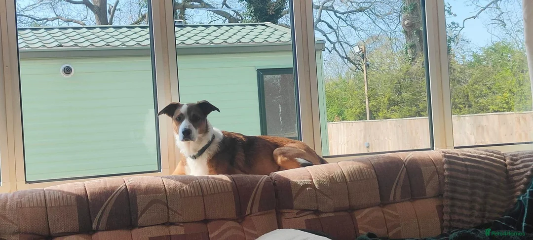 Border Collie dogs for sale: URGENT REHOMING REQUIRED - Advert 2