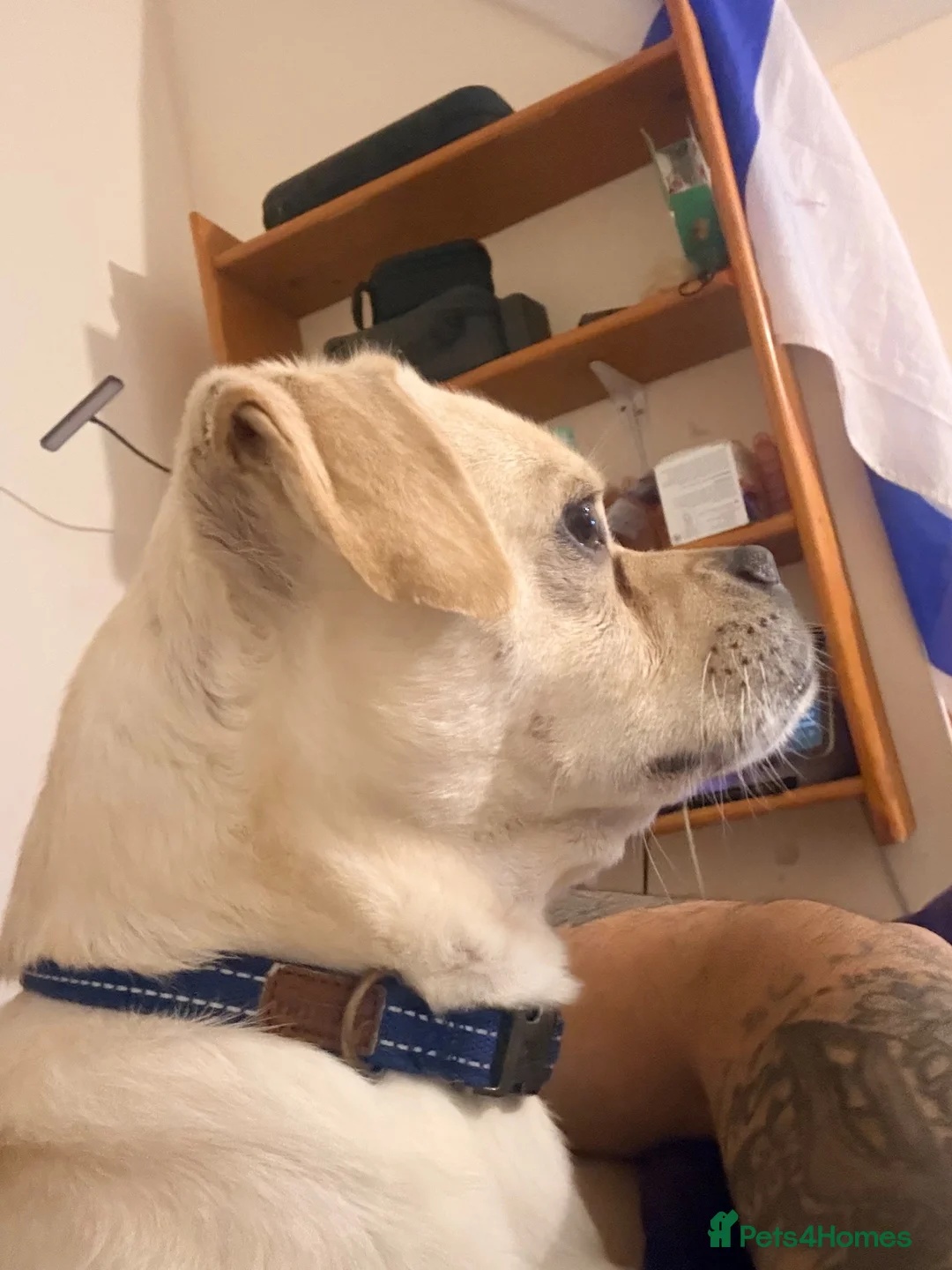 Mixed Breed dogs for sale: PJ needs a home asap in Derby - Advert 3