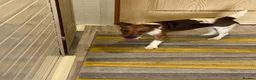 Fox Terrier dogs for adoption: Sweet William needs LOVE - Advert 3