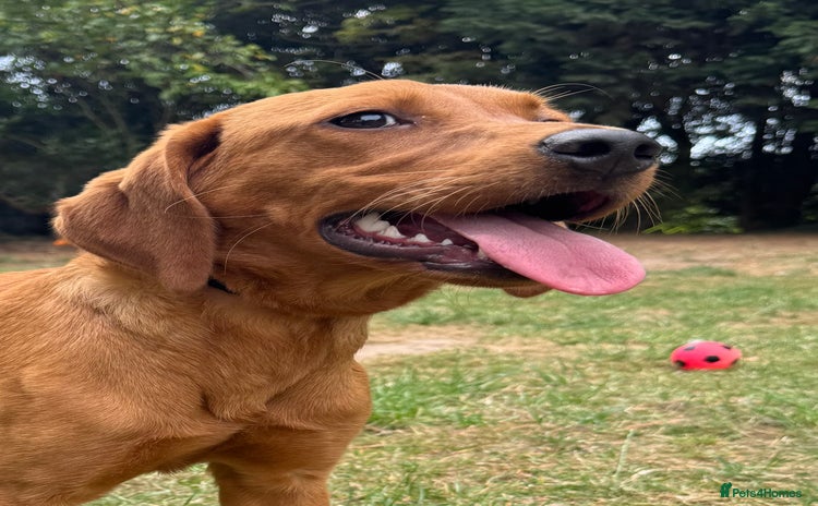 Labrador Retriever dogs - Advert 5