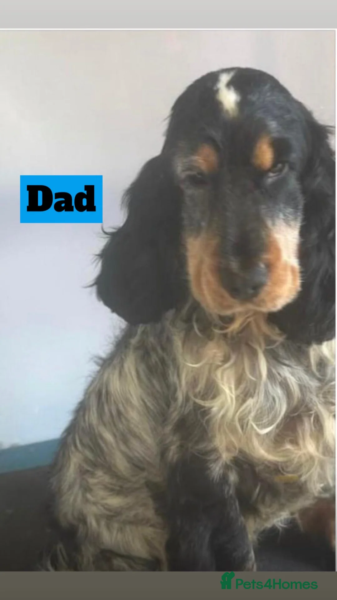 Cocker Spaniel dogs for sale: BEAUTIFUL SHOW COCKER SPANIELS in Swanley - Advert 2
