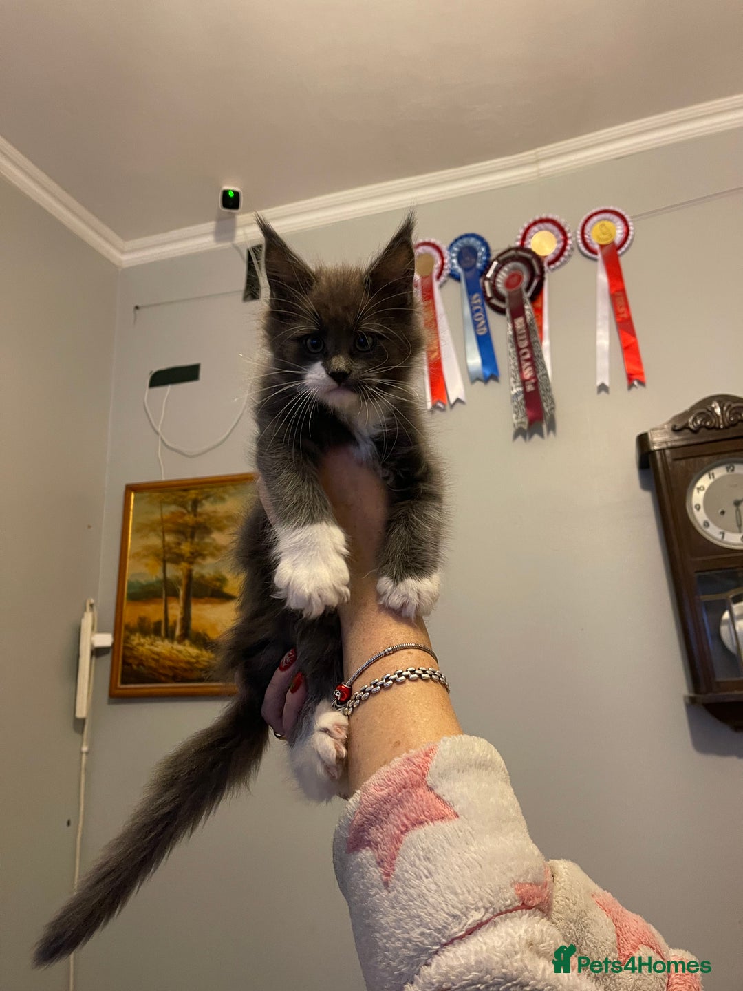 Maine Coon cats for sale: Maine Coon Kittens - Advert 8