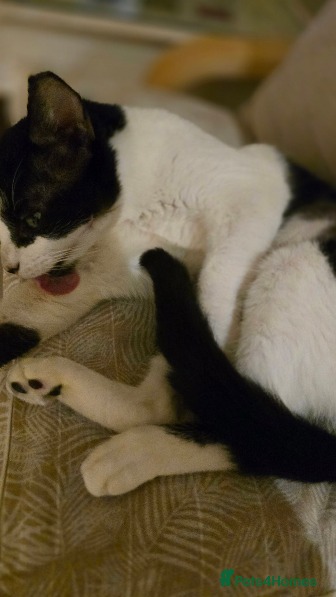 Mixed Breed cats for adoption: [Indoors Only] Thomas - The perfect impurrfect boy - Advert 15