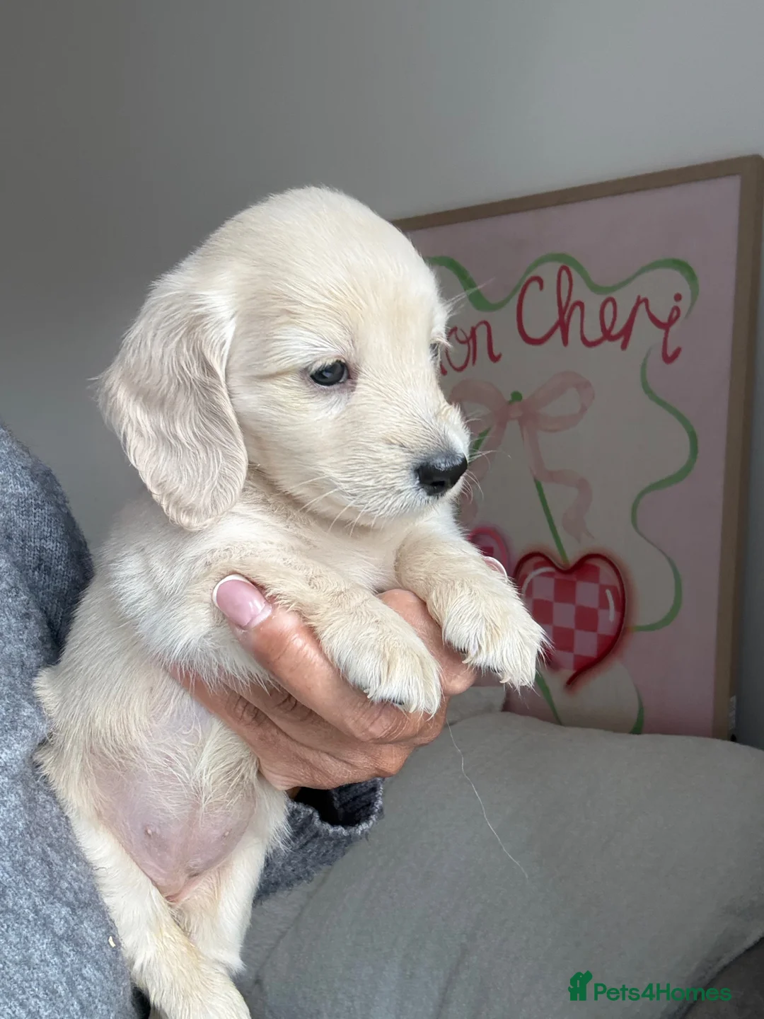 Miniature Dachshund dogs for sale: Kc registered cream miniature dachshunds - Advert 2