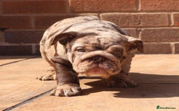 English Bulldog dogs for sale: Bettie & 007 babies short compact   - Image 7