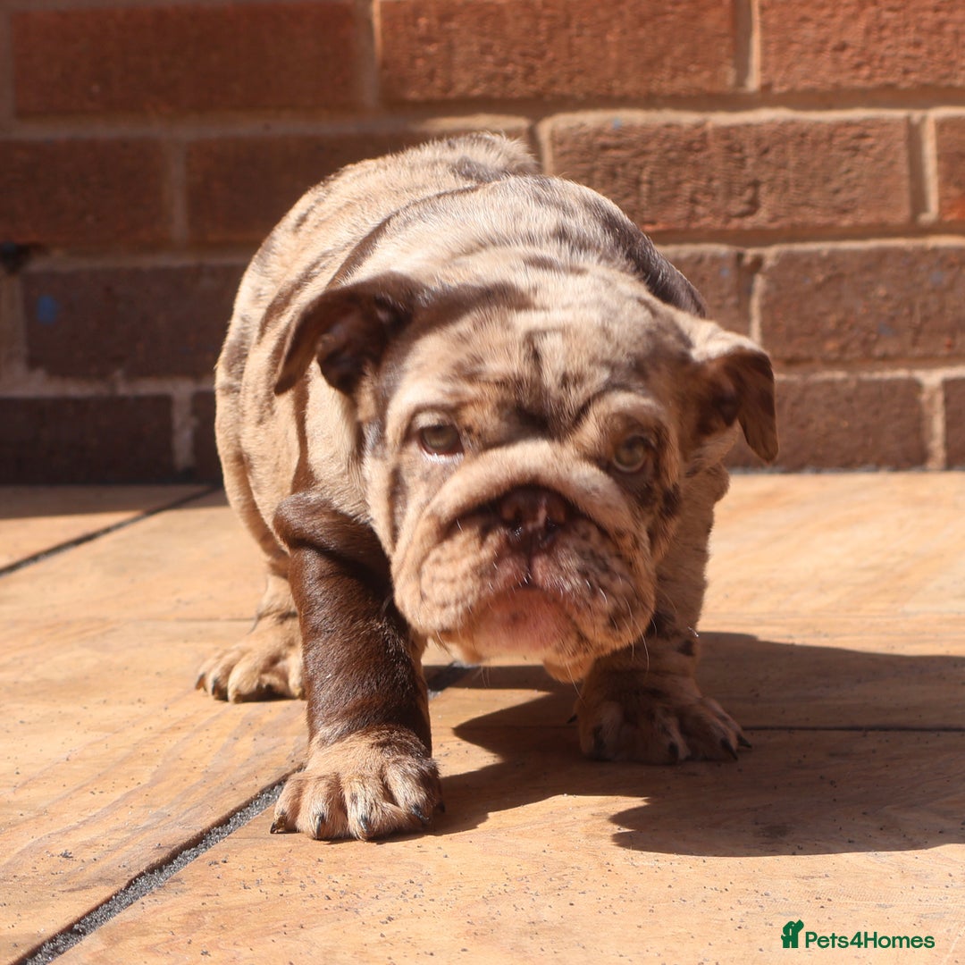 English Bulldog dogs for sale: Bettie & 007 babies short compact   - Image 7