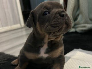 English Bulldog dogs - Advert 25