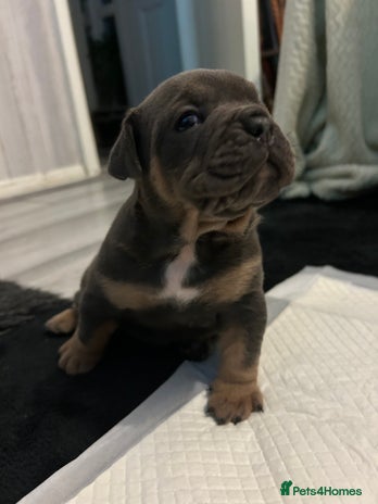 English Bulldog dogs - Advert 2