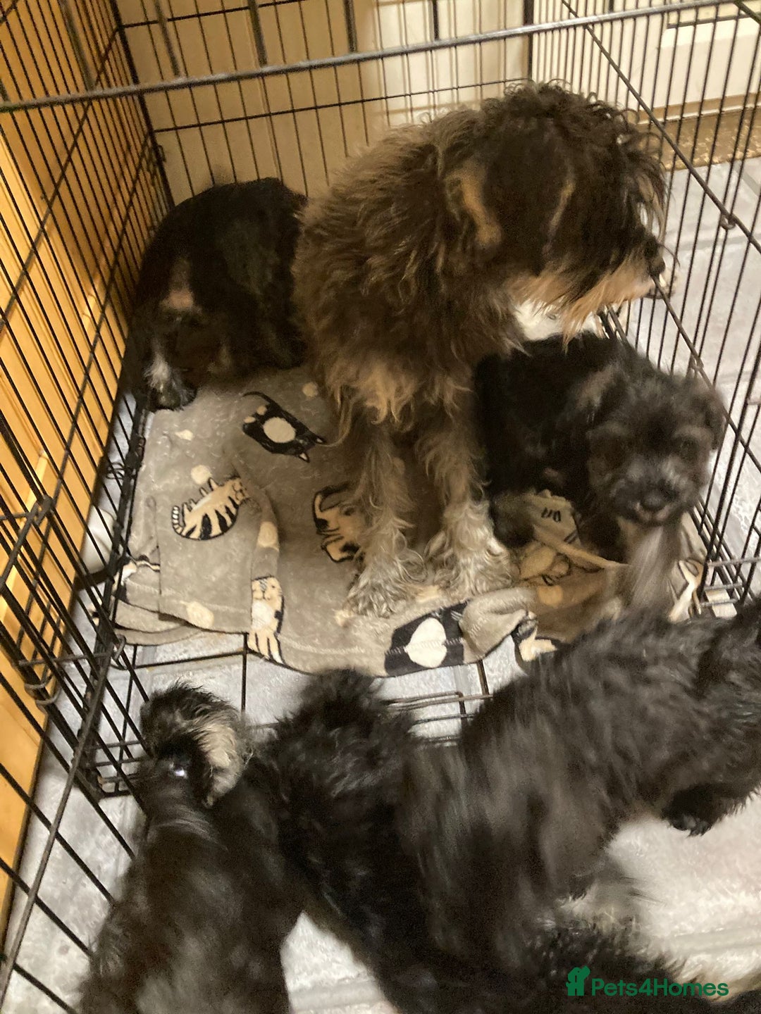Miniature Schnauzer dogs for sale: MINITURE SCHNAUZER PUPS MIDDLESBROUGH  - Advert 6
