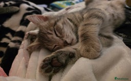 Domestic Shorthair cats for sale: Male Kitten looking for a new home - Image 7