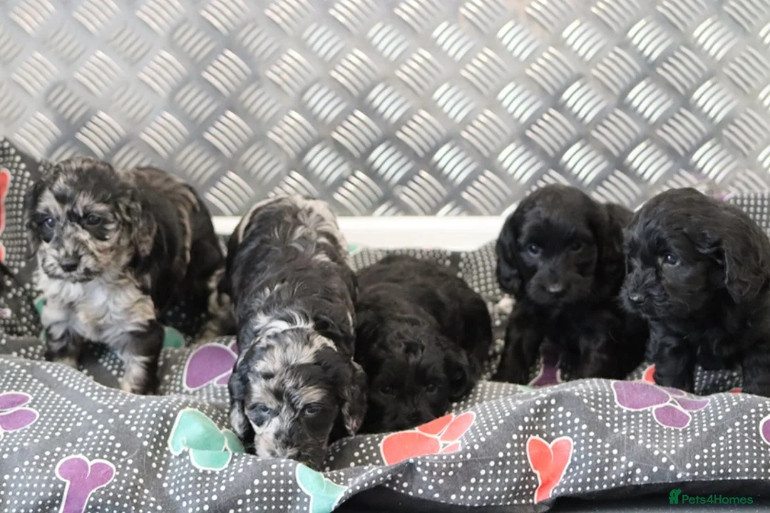 Cockapoo dogs for sale: F1 Cockapoo puppies for sale! - Advert 29