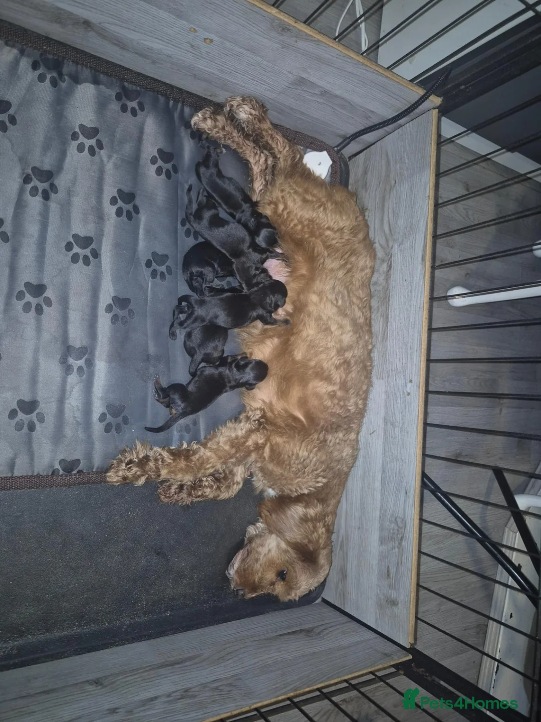 Mixed Breed dogs for sale: Cavapoo x dashound  - Advert 2