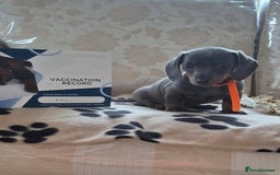 Miniature Dachshund dogs for sale: Miniature dachshund puppies - Image 15