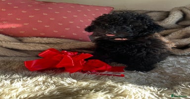 Cavapoo dogs - Advert 12